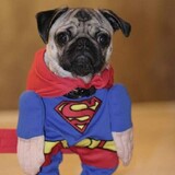 mr.Pug