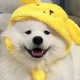 taotaodonggan