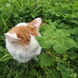 meowow18