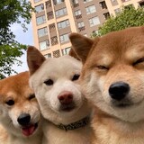 aicaoyutougao