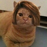 유cat