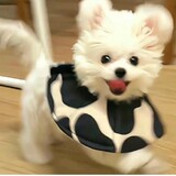 daidaibudai0_0