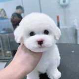 xiaoluchongwu
