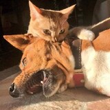 Cat&Dog_naja