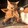 Cat&Dog_naja