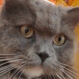 baihaomeow