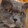 baihaomeow