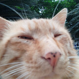 caoyuanxianrubing