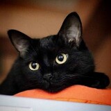 kuroneko_27s