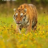 weiyiyanfanxing