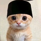 saitamahalal