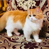 زاهد ا لإسلام
