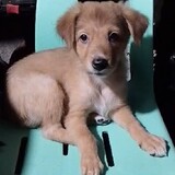 피아 에스카리아가 디아스