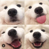 qi___iaren