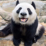 tangguo-le