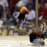 fightingcocks