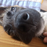 nvdangjiaaihei