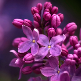 Syringa vulgaris