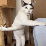 cefanxiao___