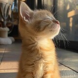 miaomiaoxiaohe