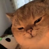 junziaicai1