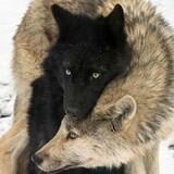 puffox