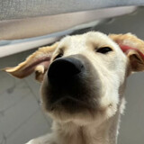 zuizuigoudan