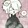 aichi___uibaodemomo