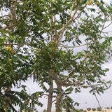 Sifan Khan_3666