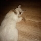chatuphon29