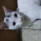 Sempak Firaun_8246