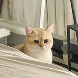 ___delianxishi