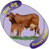 Dhanya Dhenu Trust