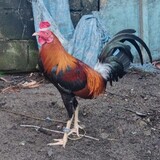amb_backyard