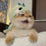 songshuyinpin