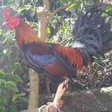 Joey Bello Batulan