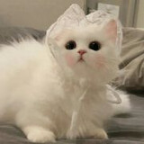 fengpanchuanxu-momo