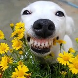 gaoxiaochongwushipin