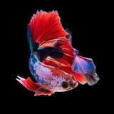 GUPPYNET