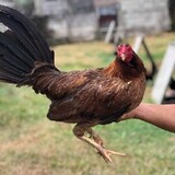 Poldan Gamefarm