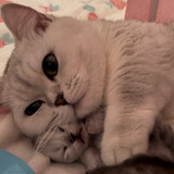 linglingdamowang-