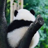 lanweituzi