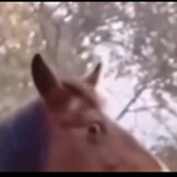 shibaidehorse
