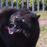 shalameiqiuhei