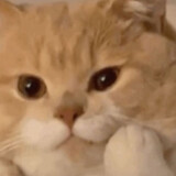 kikkkob