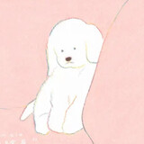 -jinchao