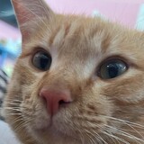 พีพี จอมซน