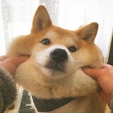 jianfeizhongdemoudai