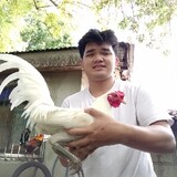 Poging Magmamanok