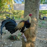 Swak413 Game Farm